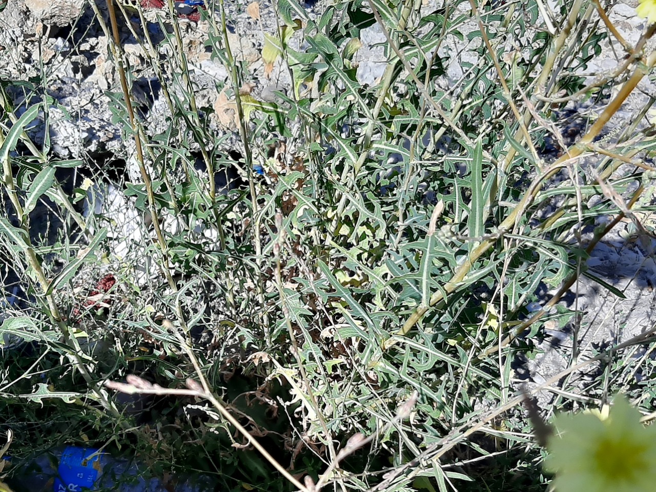 Lactuca saligna