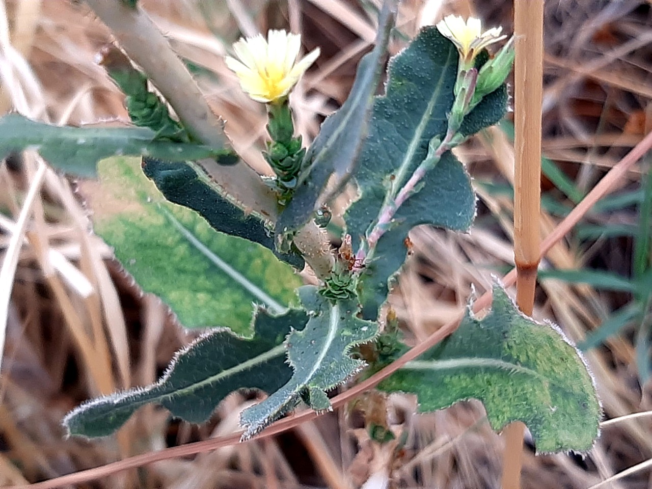 Lactuca saligna