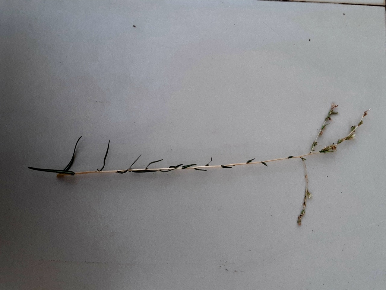 Lactuca saligna