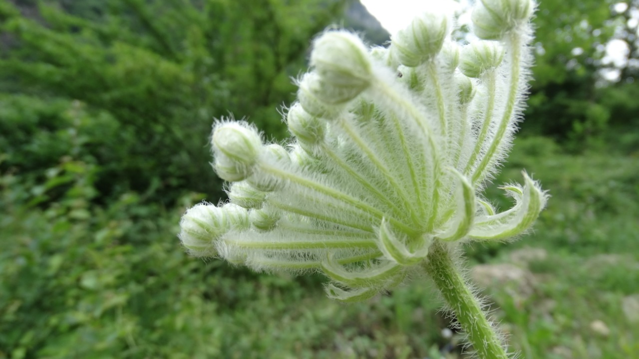 Laserpitium hispidum