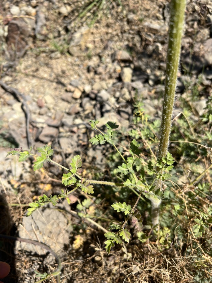 Laserpitium hispidum