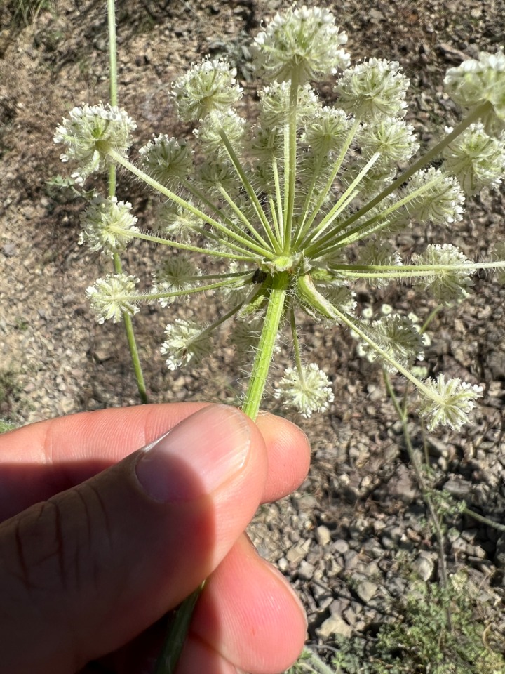 Laserpitium hispidum