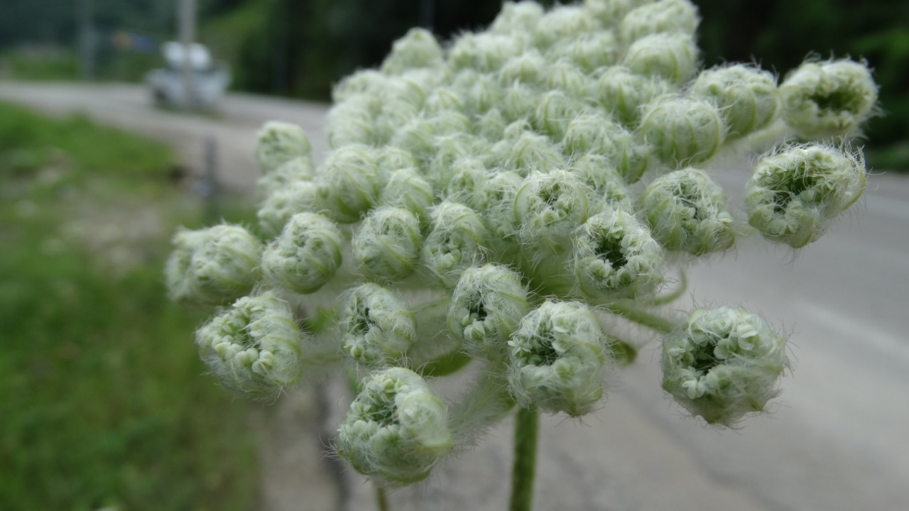 Laserpitium hispidum