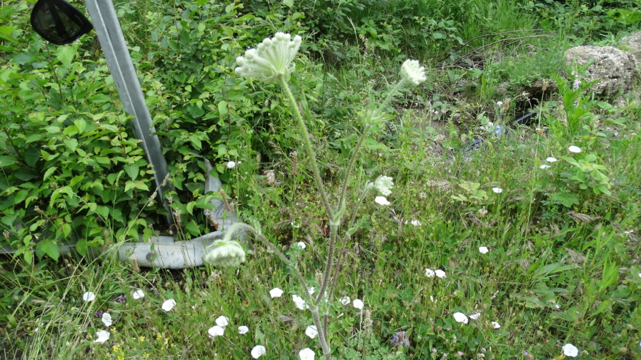 Laserpitium hispidum