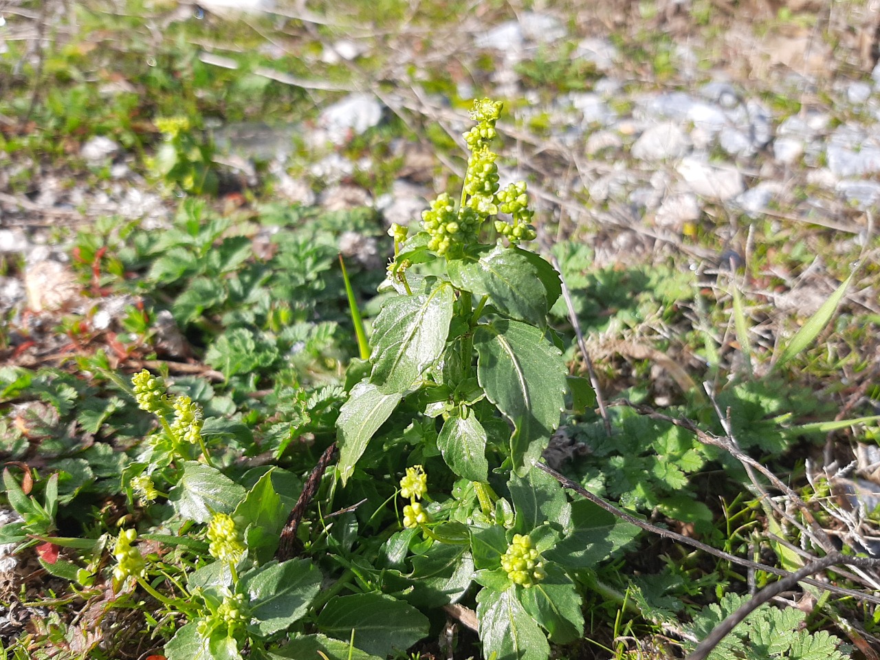 Mercurialis annua