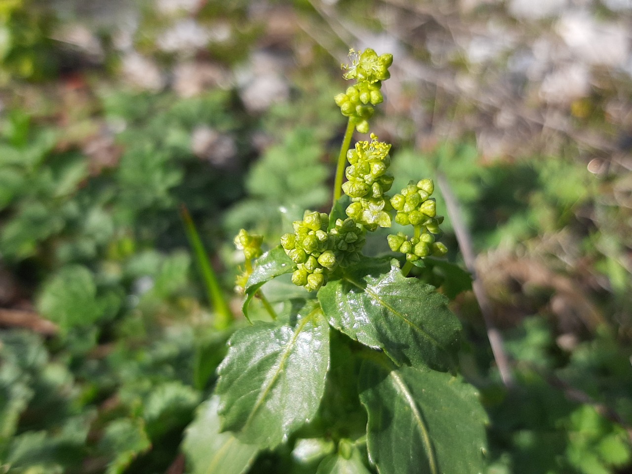 Mercurialis annua
