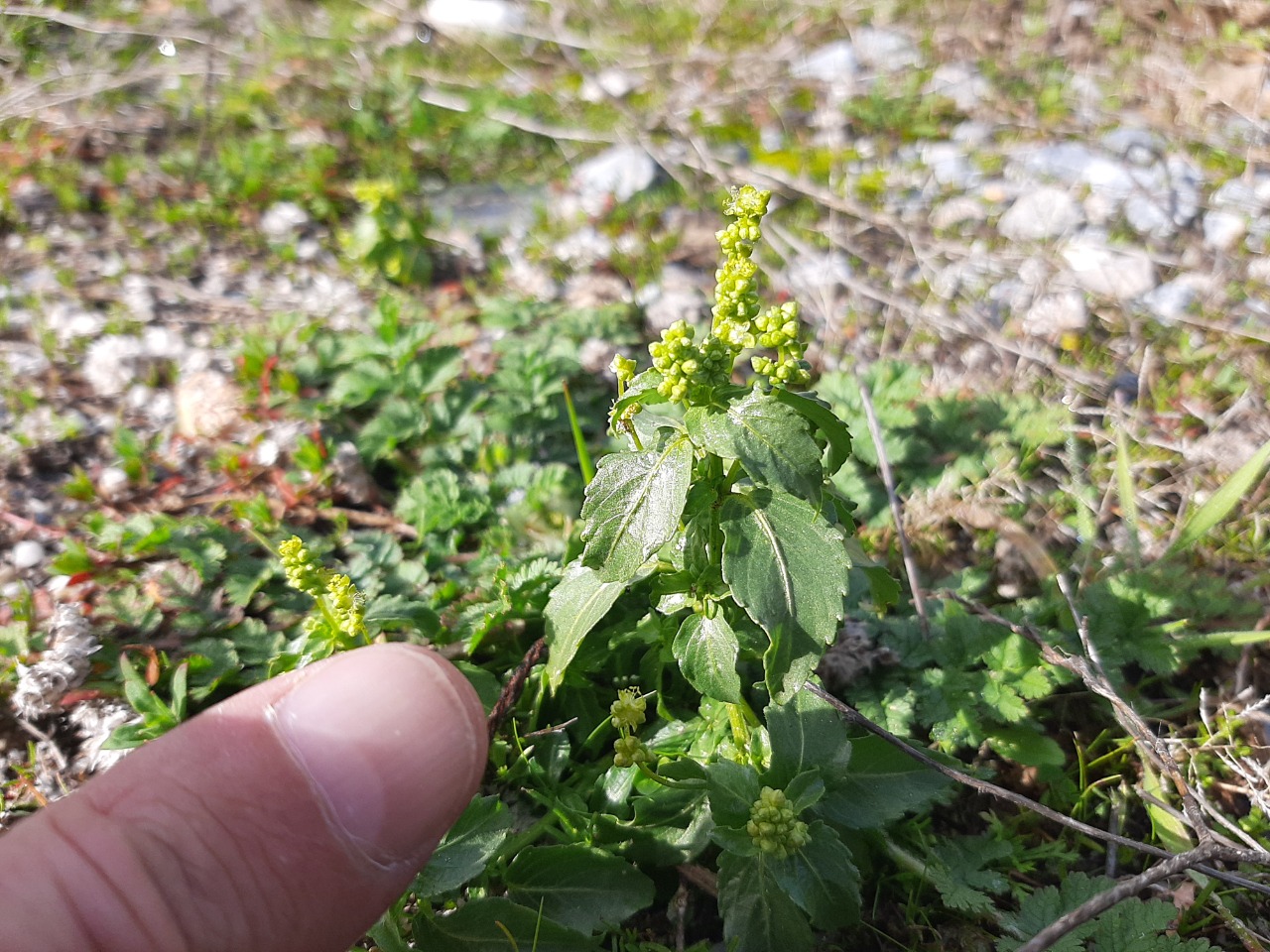 Mercurialis annua