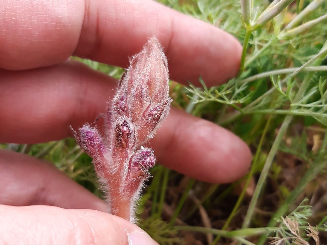 Orobanche minor