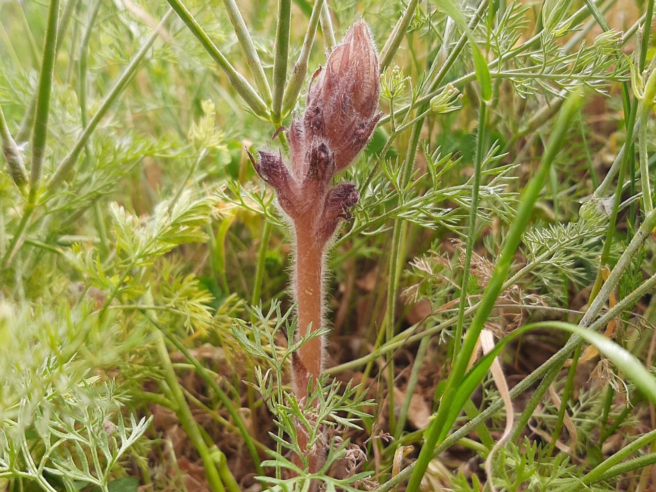 Orobanche minor