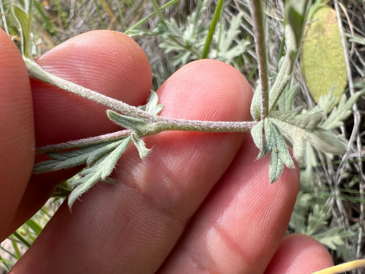 Potentilla argentea