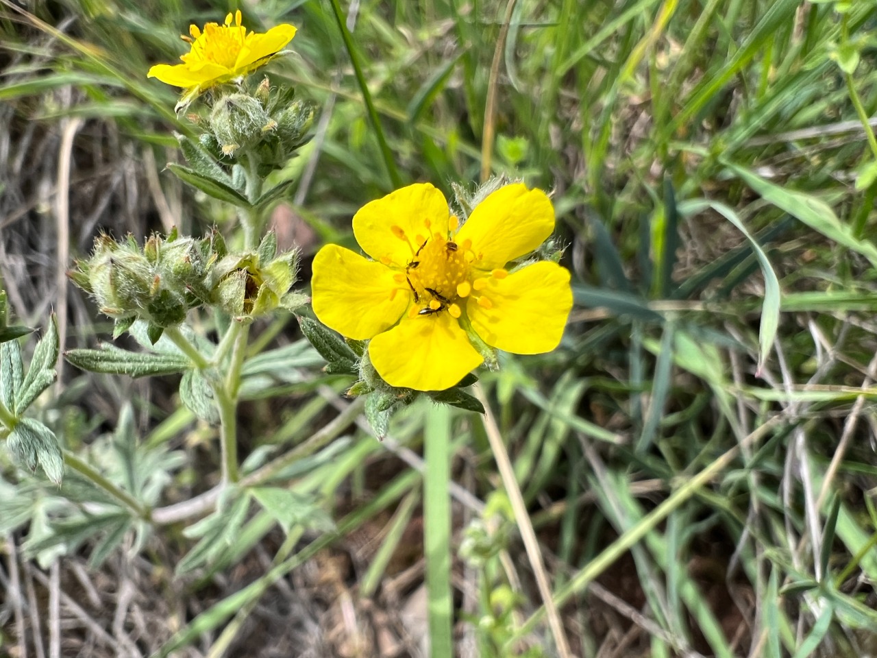 Potentilla argentea