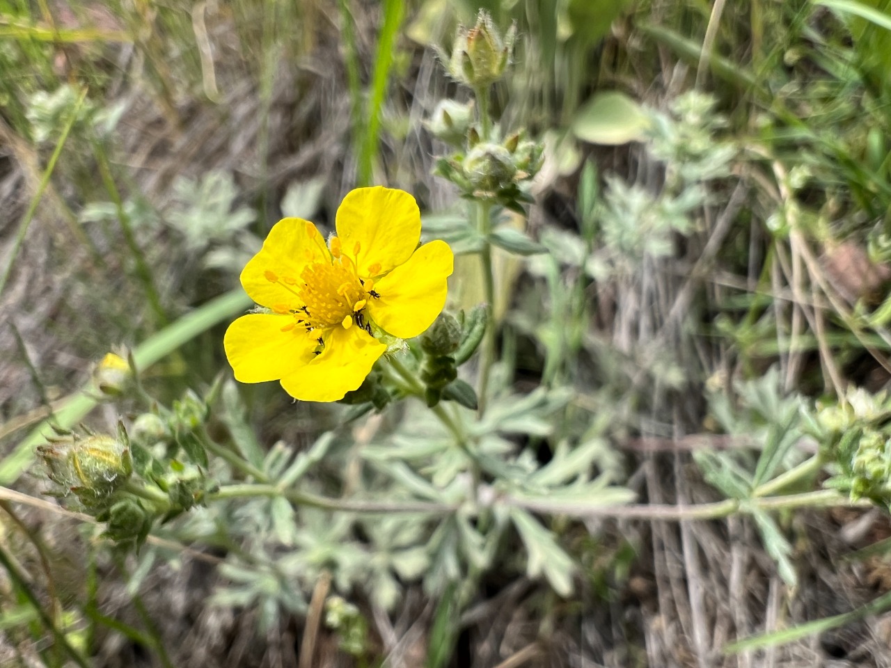 Potentilla argentea