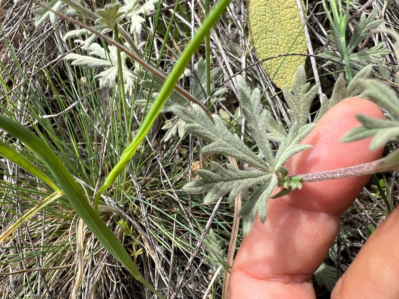 Potentilla argentea