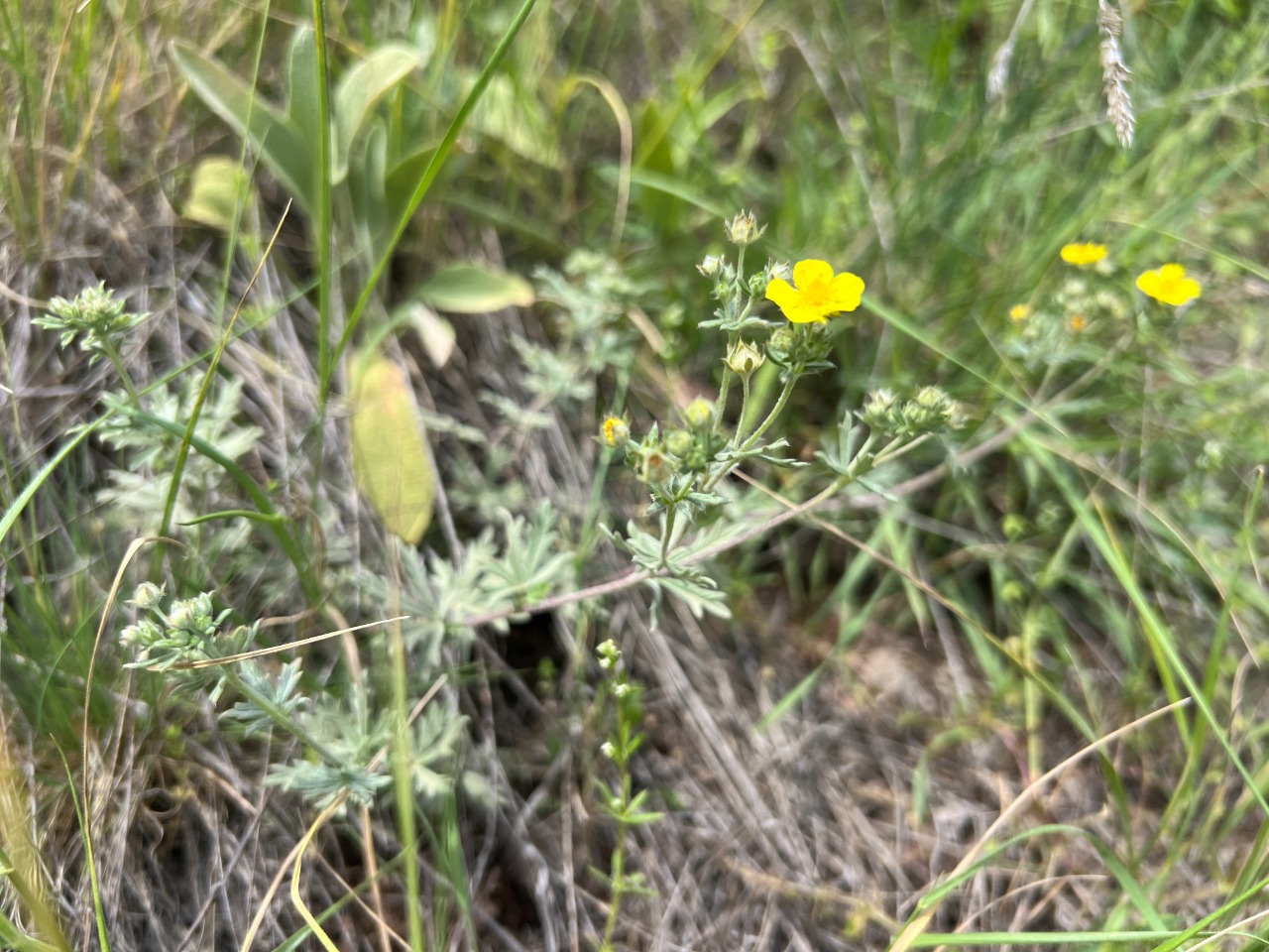 Potentilla argentea