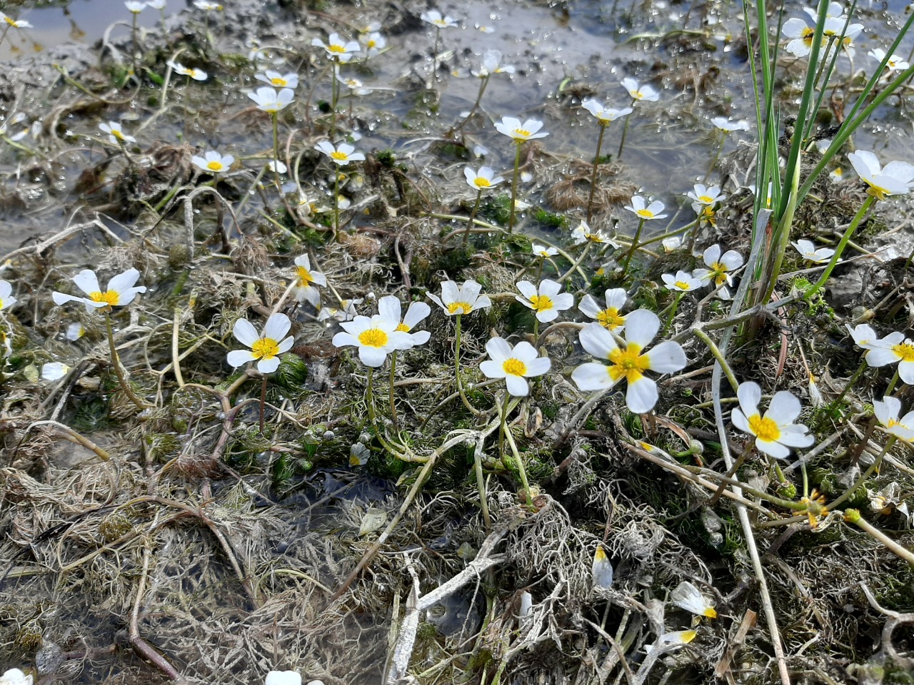 Ranunculus trichophyllus