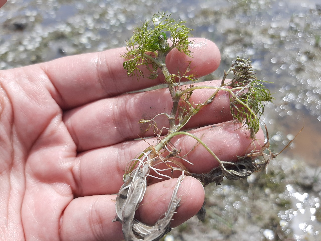 Ranunculus trichophyllus