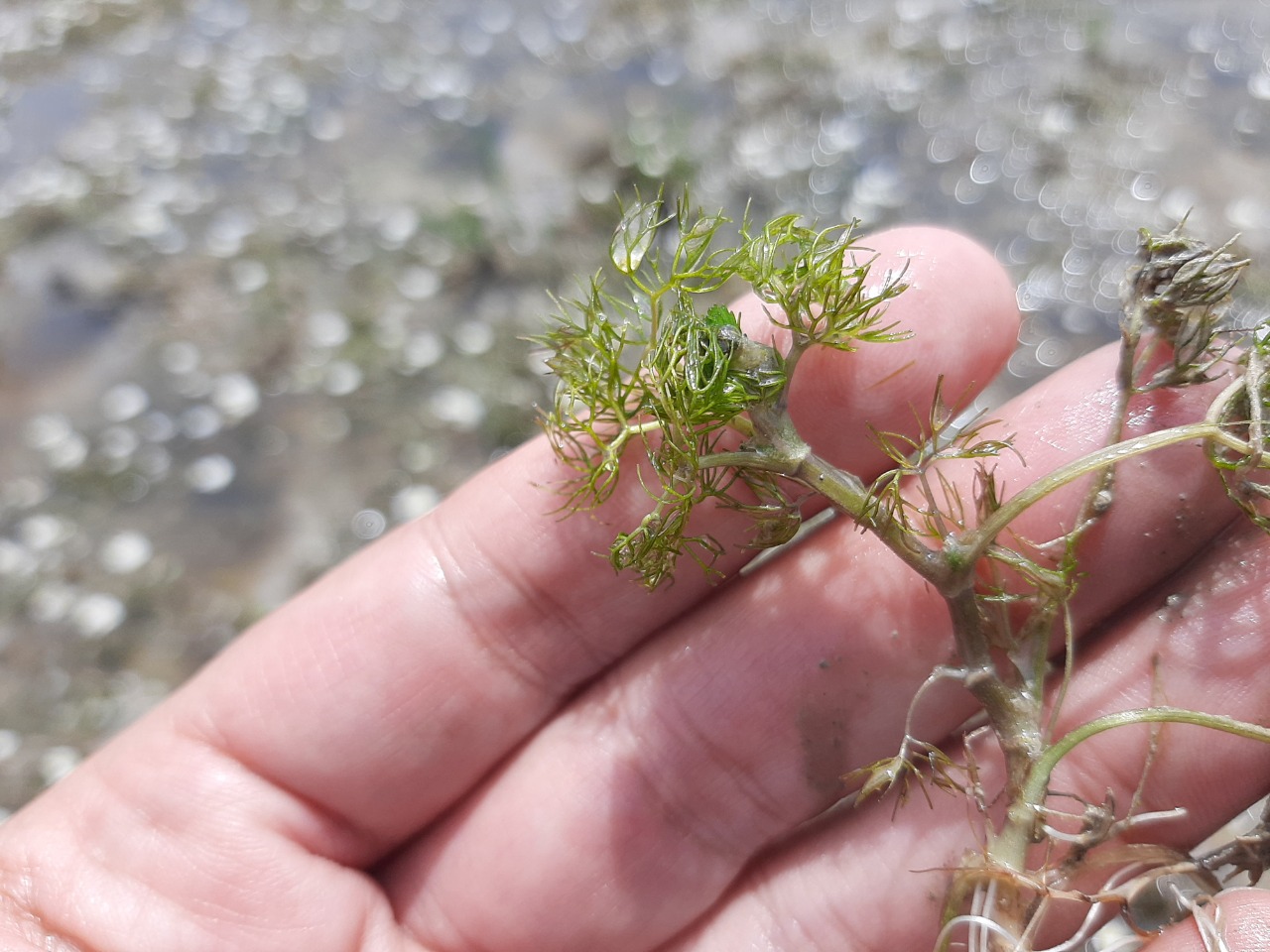 Ranunculus trichophyllus