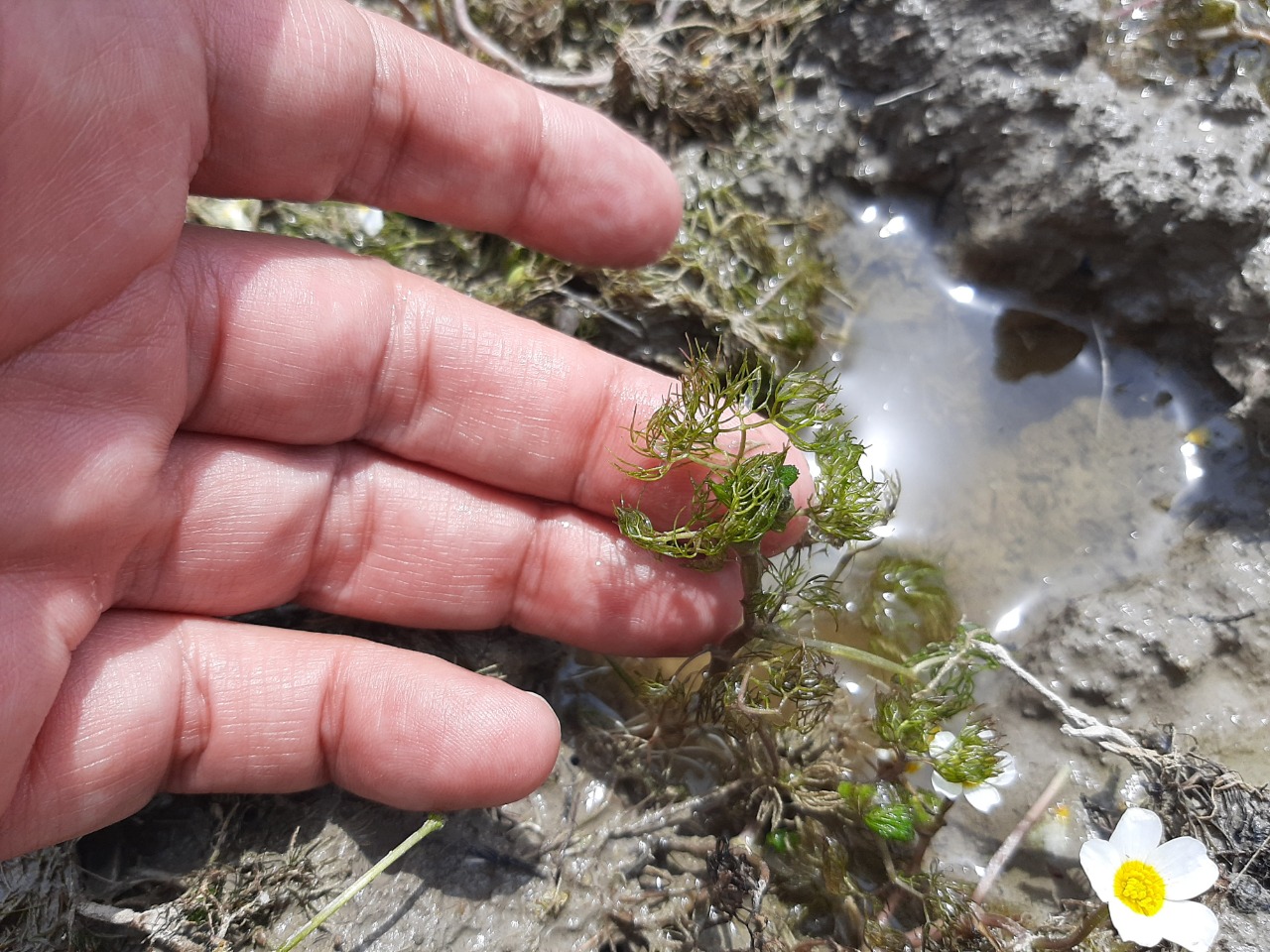 Ranunculus trichophyllus