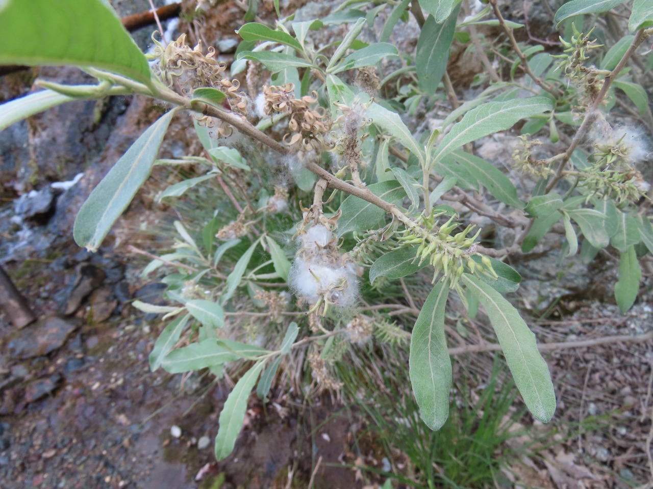 Salix cinerea