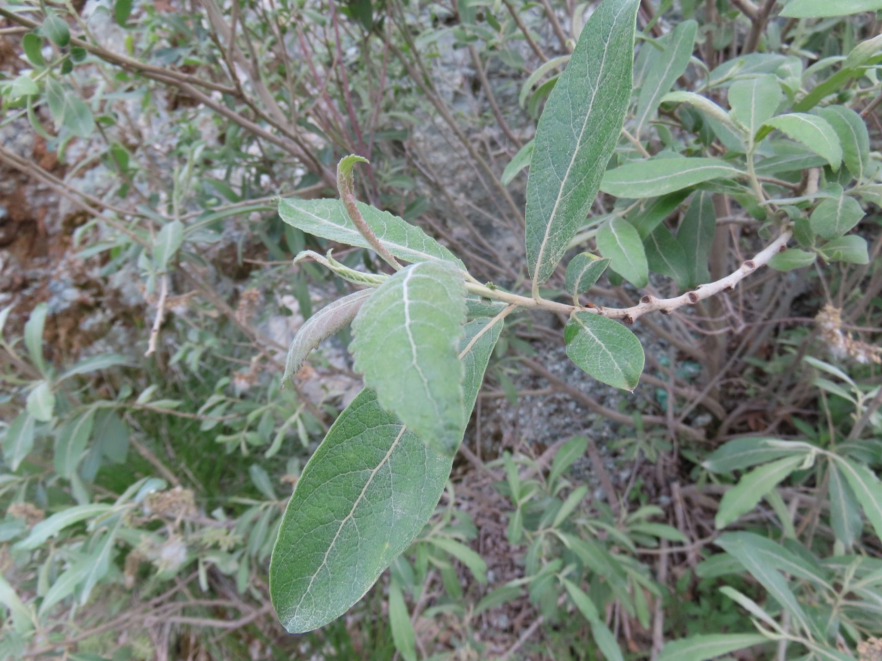 Salix cinerea