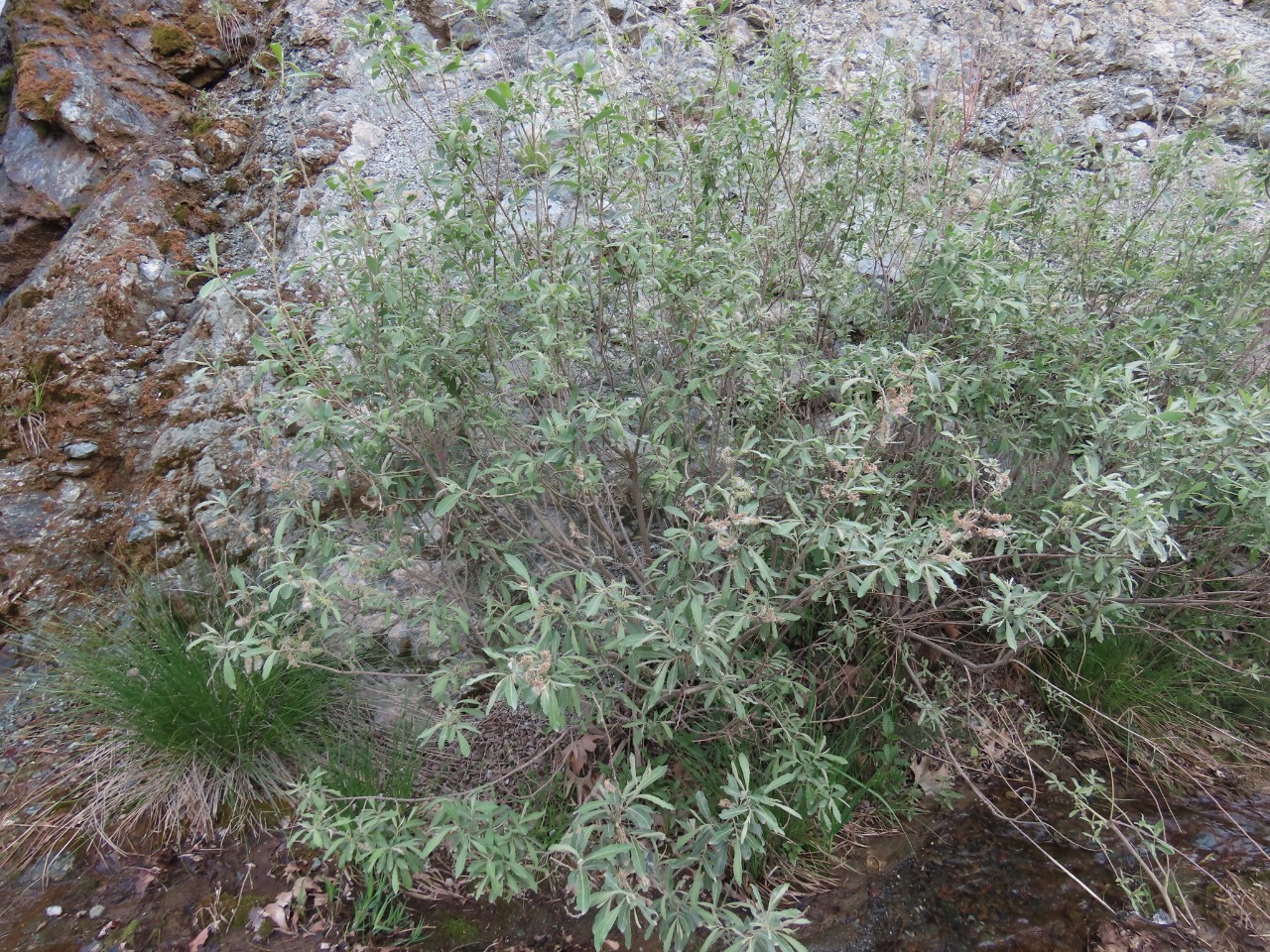 Salix cinerea