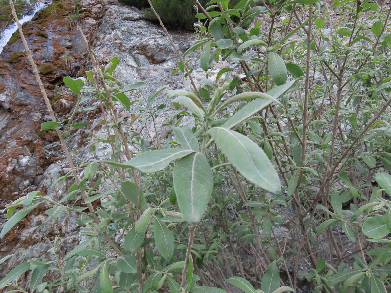 Salix cinerea