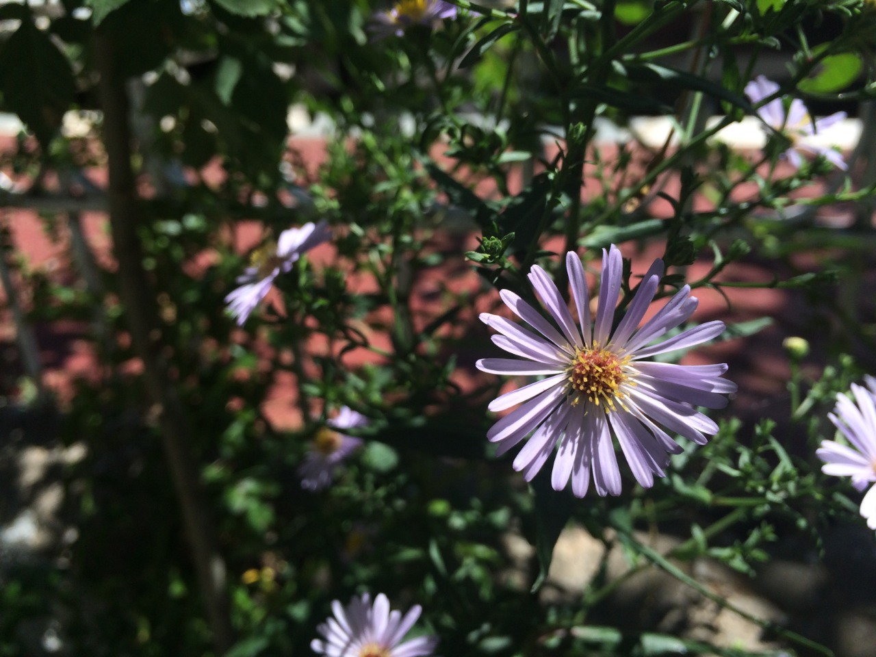 Symphyotrichum laeve