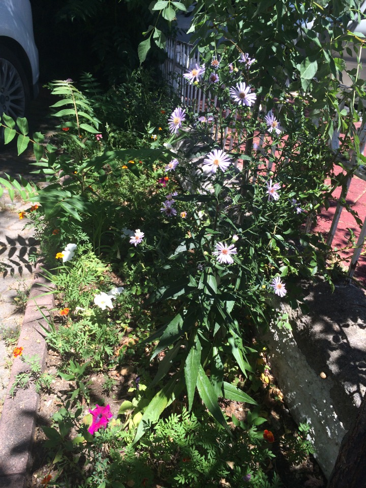 Symphyotrichum laeve