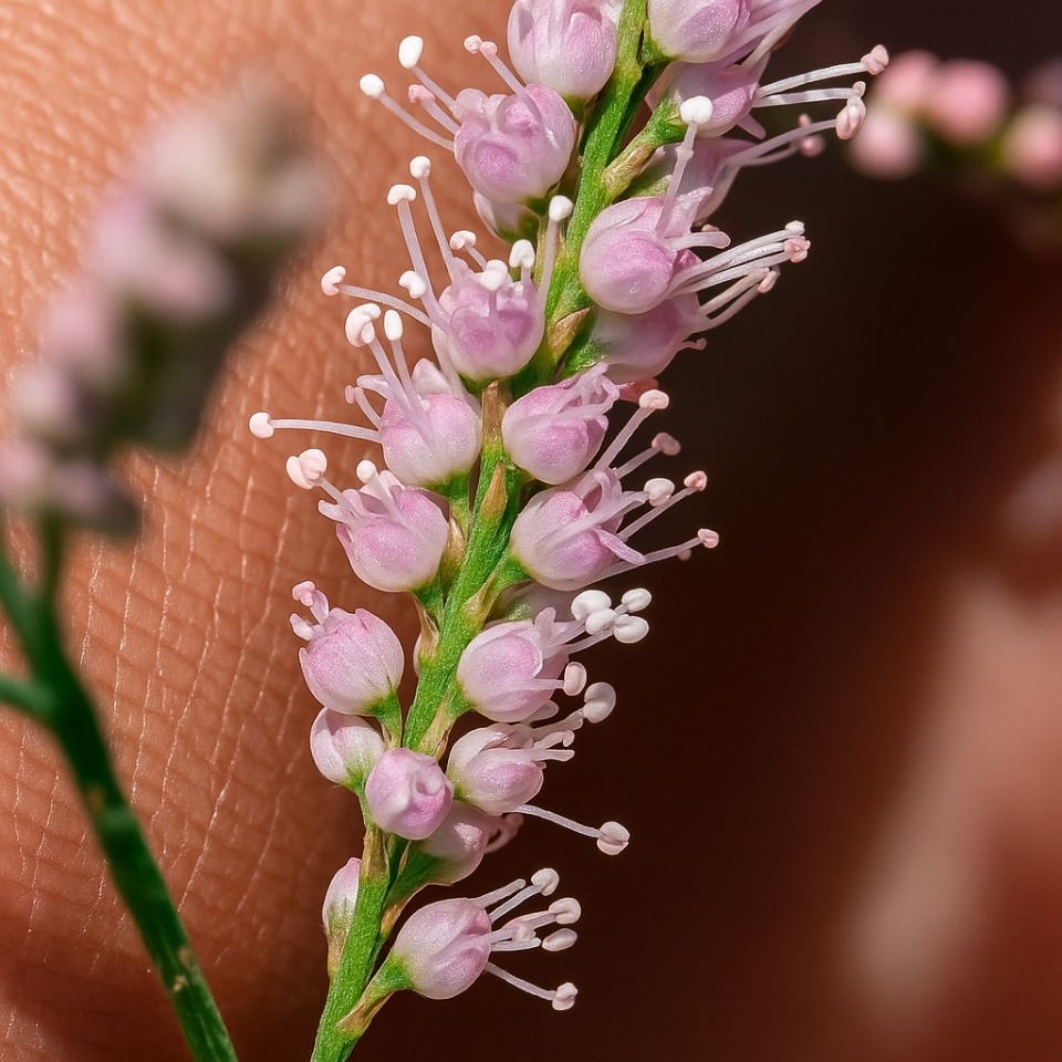Tamarix parviflora