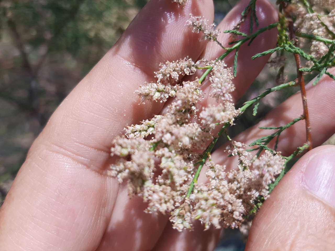 Tamarix parviflora