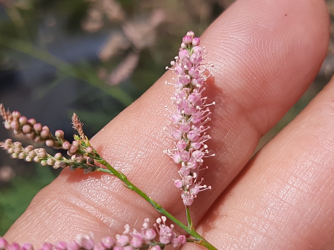 Tamarix parviflora