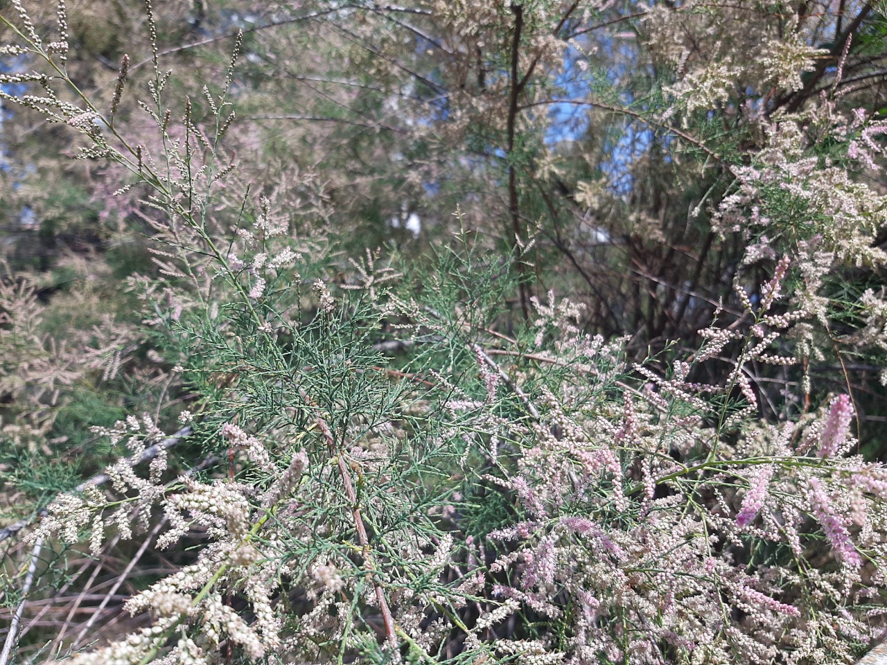 Tamarix parviflora