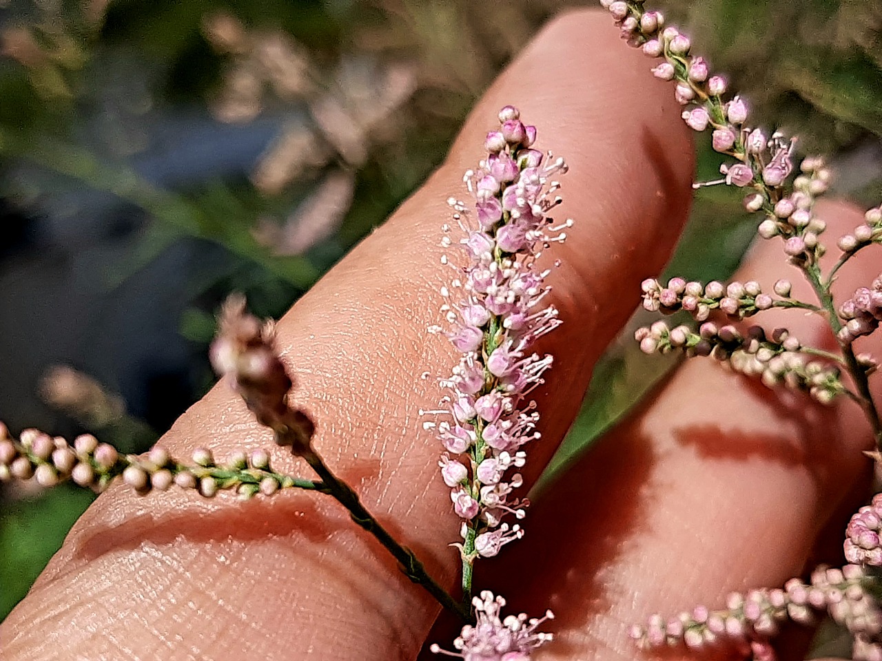 Tamarix parviflora