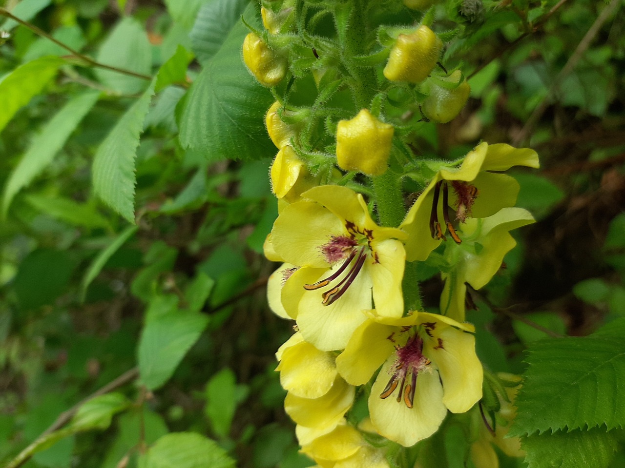 Verbascum ponticum