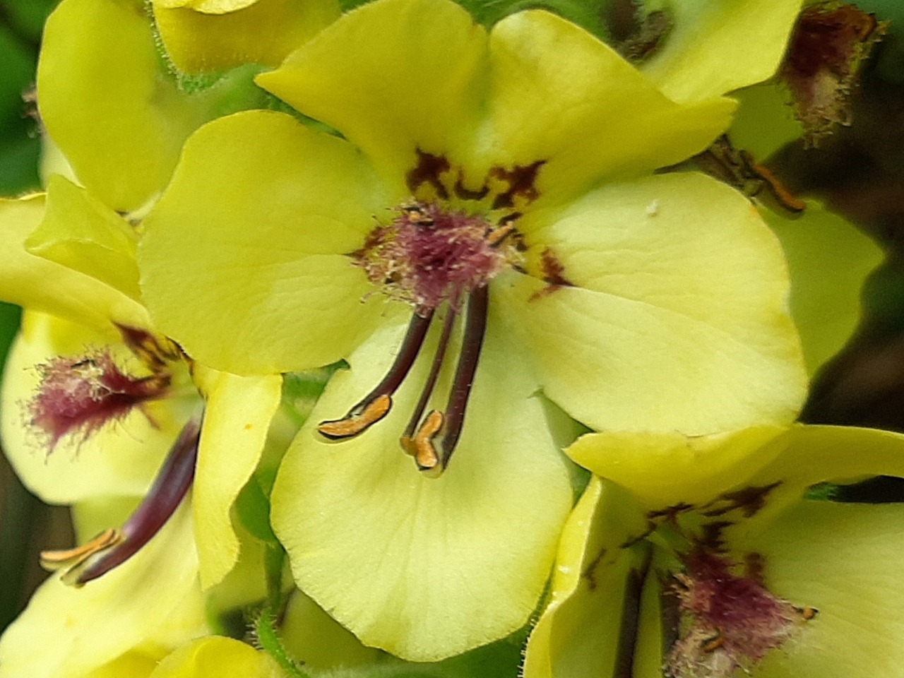 Verbascum ponticum