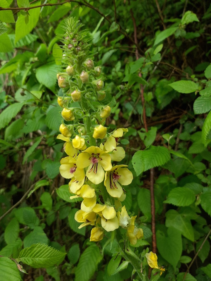 Verbascum ponticum