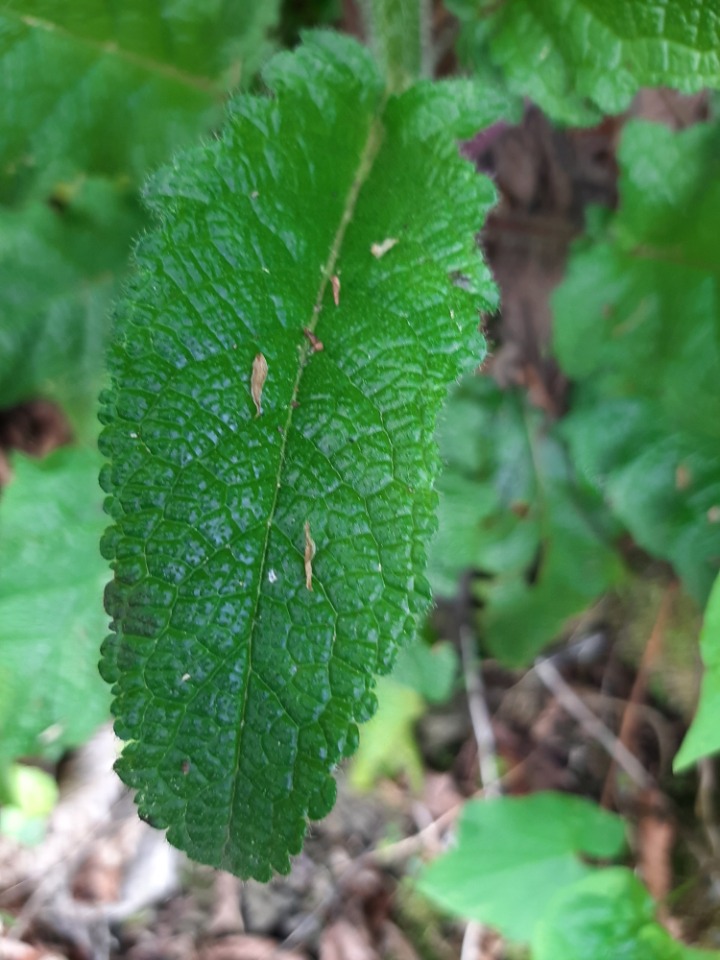 Verbascum ponticum