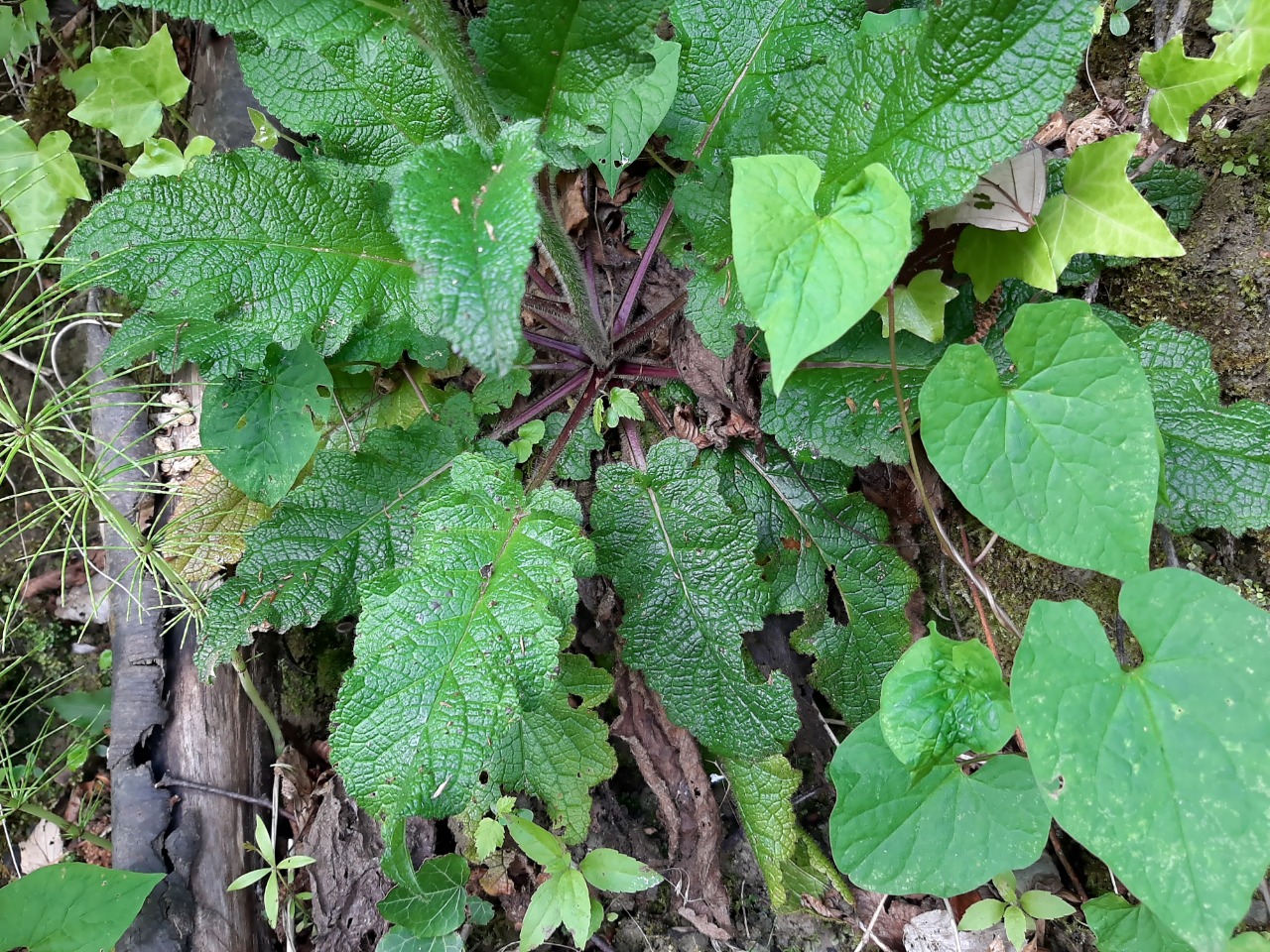 Verbascum ponticum