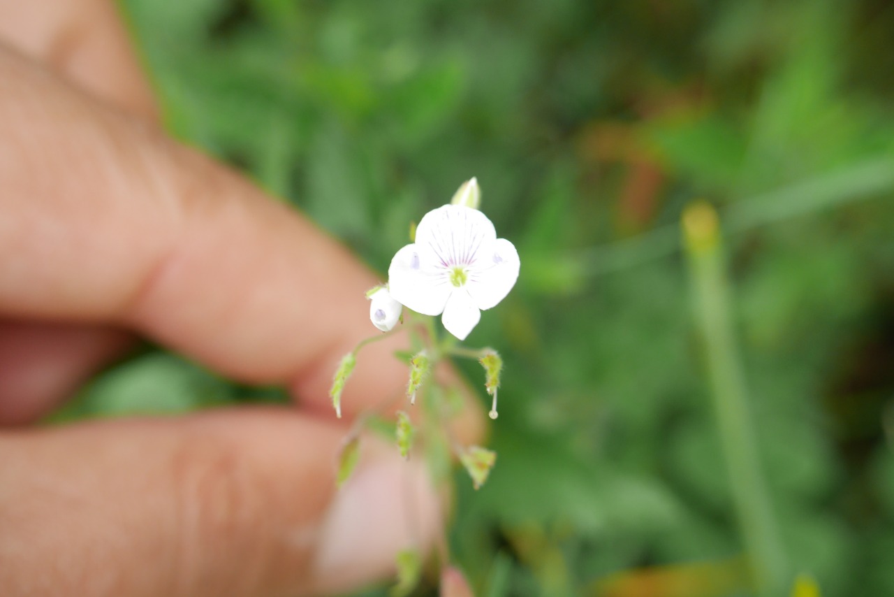 Veronica filiformis