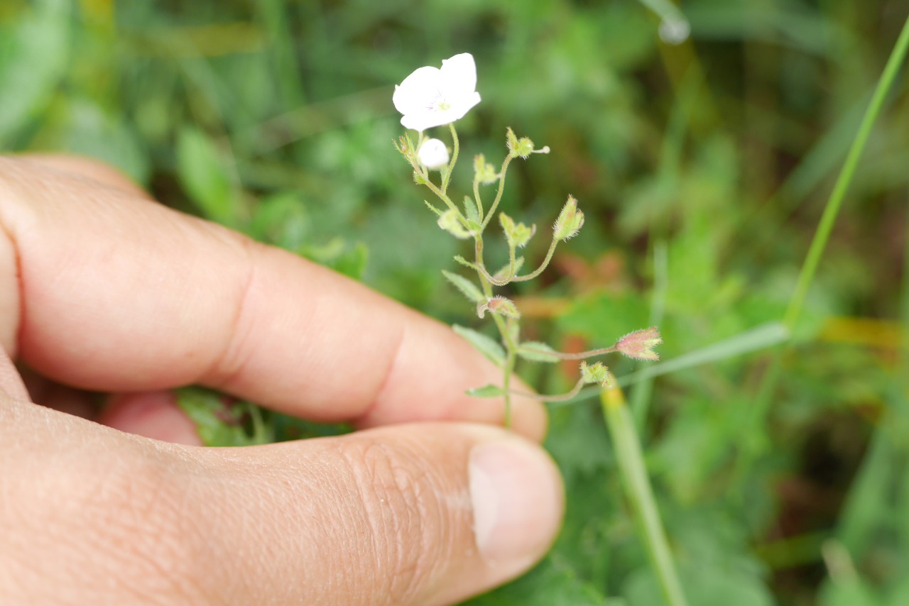 Veronica filiformis