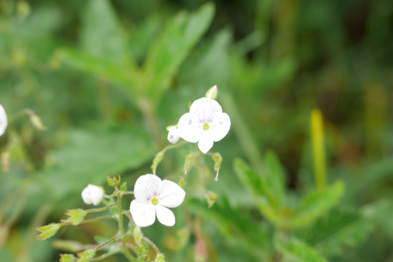 Veronica filiformis