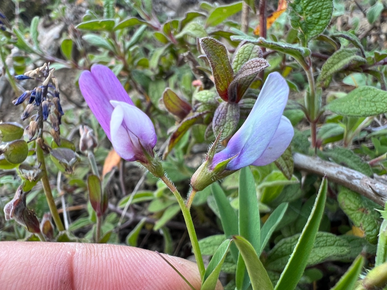 Vicia bithynica