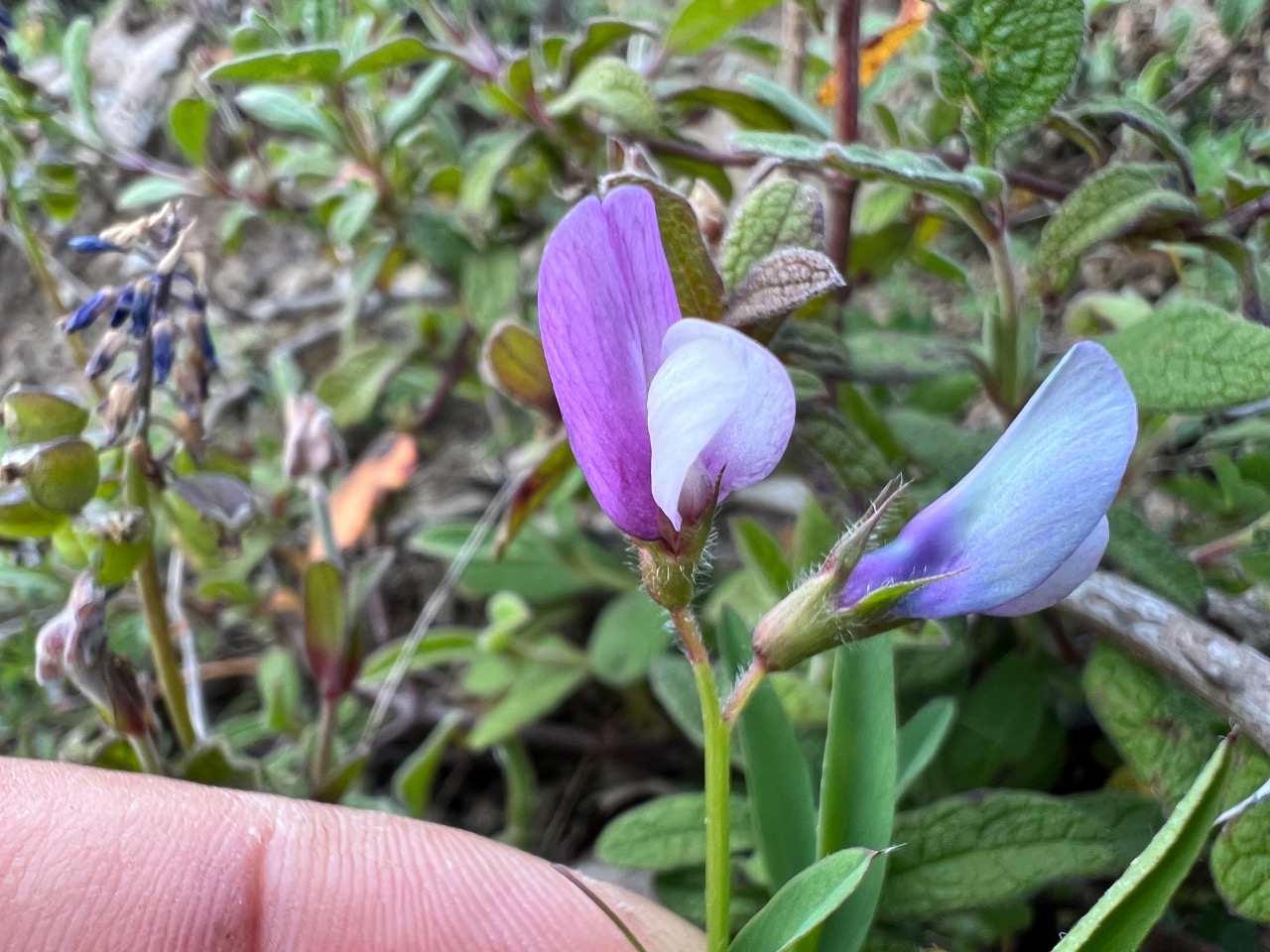 Vicia bithynica