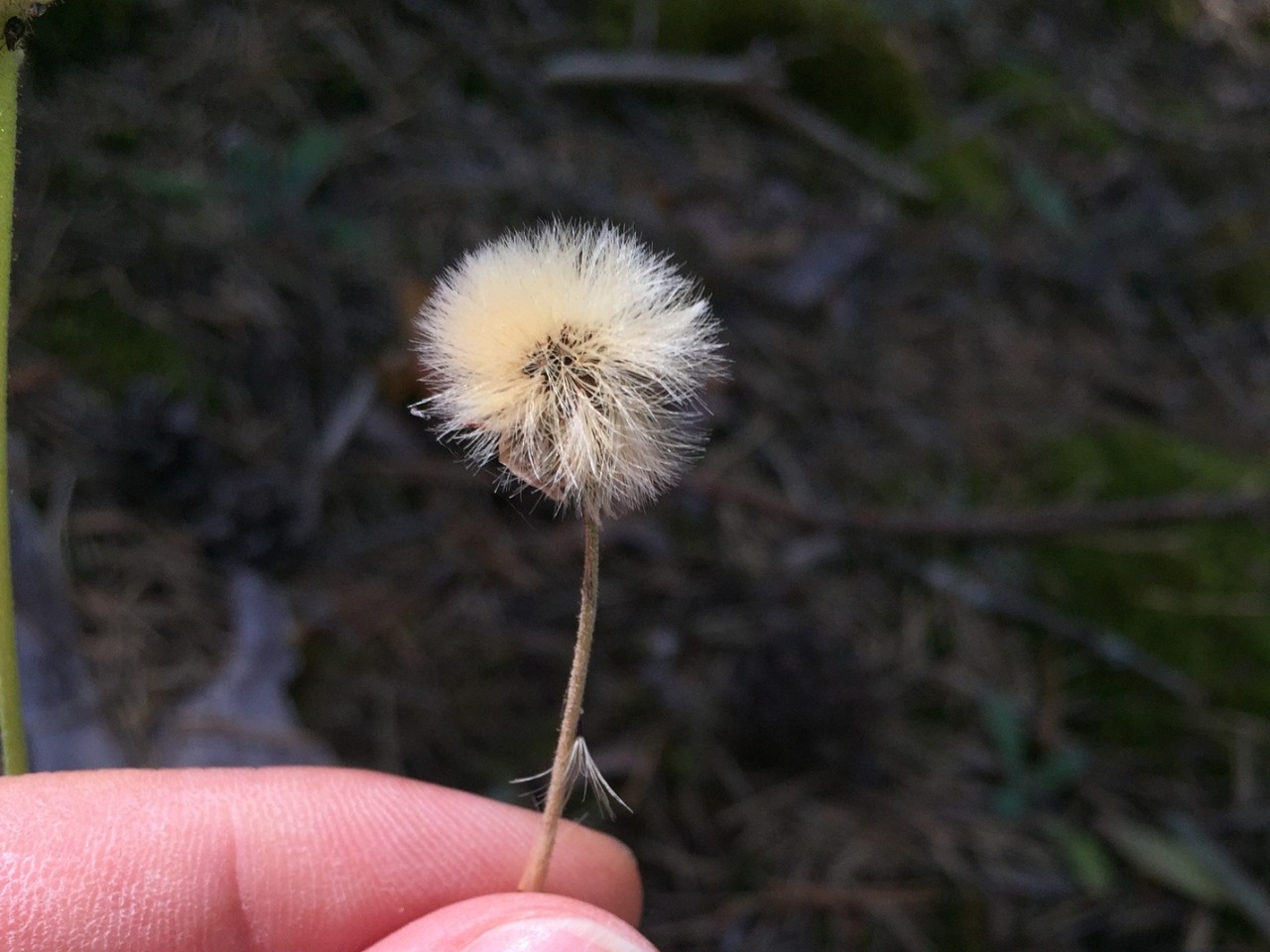 Pilosella hoppeana subsp. testimonialis