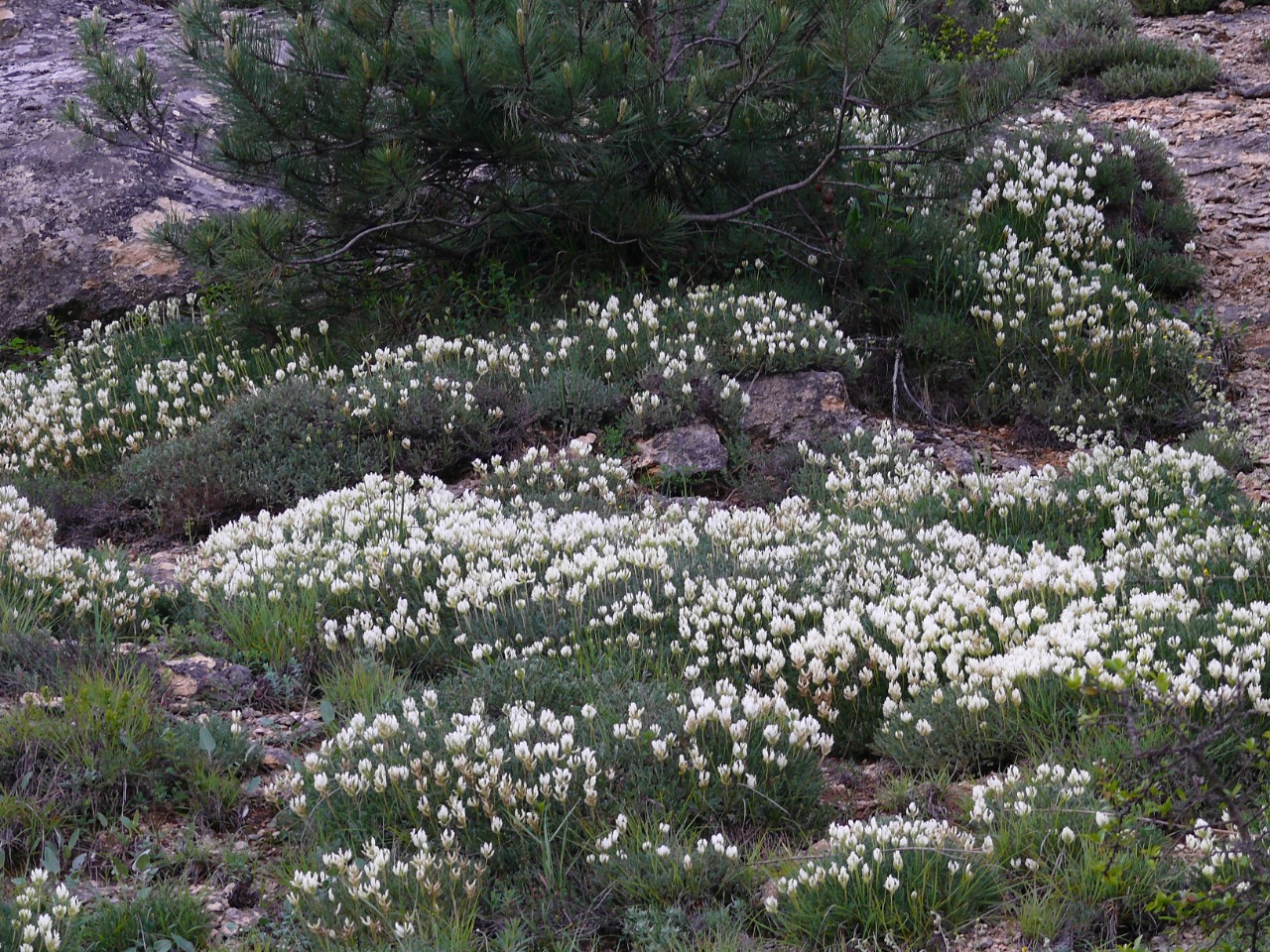 Astragalus angustifolius subsp. pungens