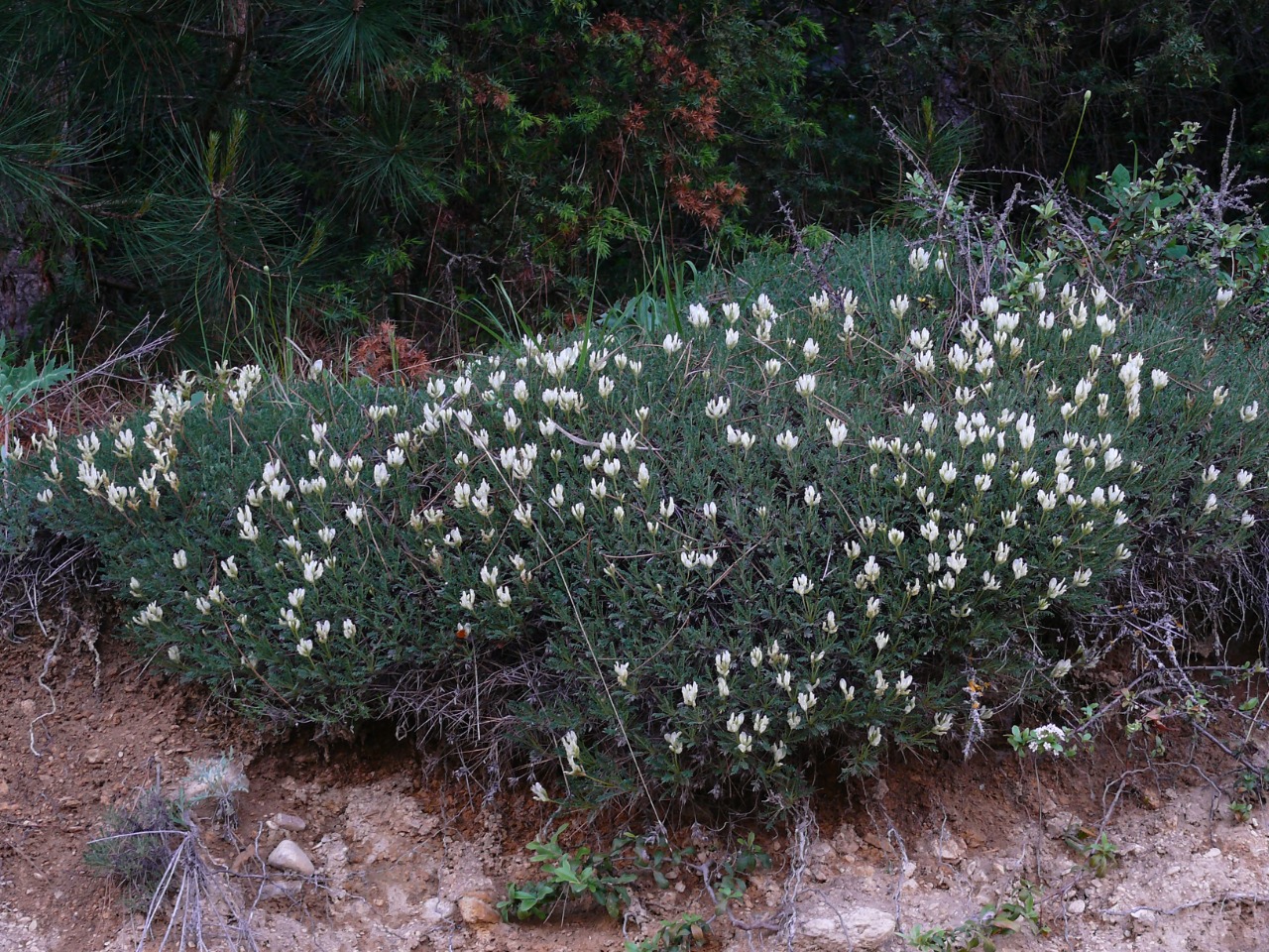 Astragalus angustifolius subsp. pungens