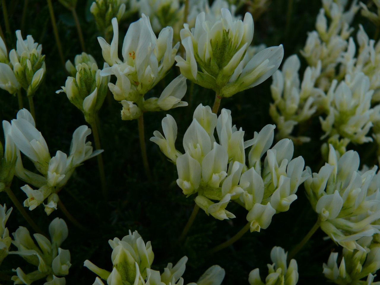 Astragalus angustifolius subsp. pungens
