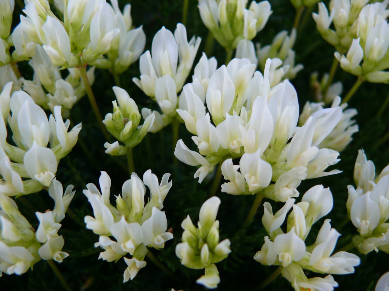Astragalus angustifolius subsp. pungens