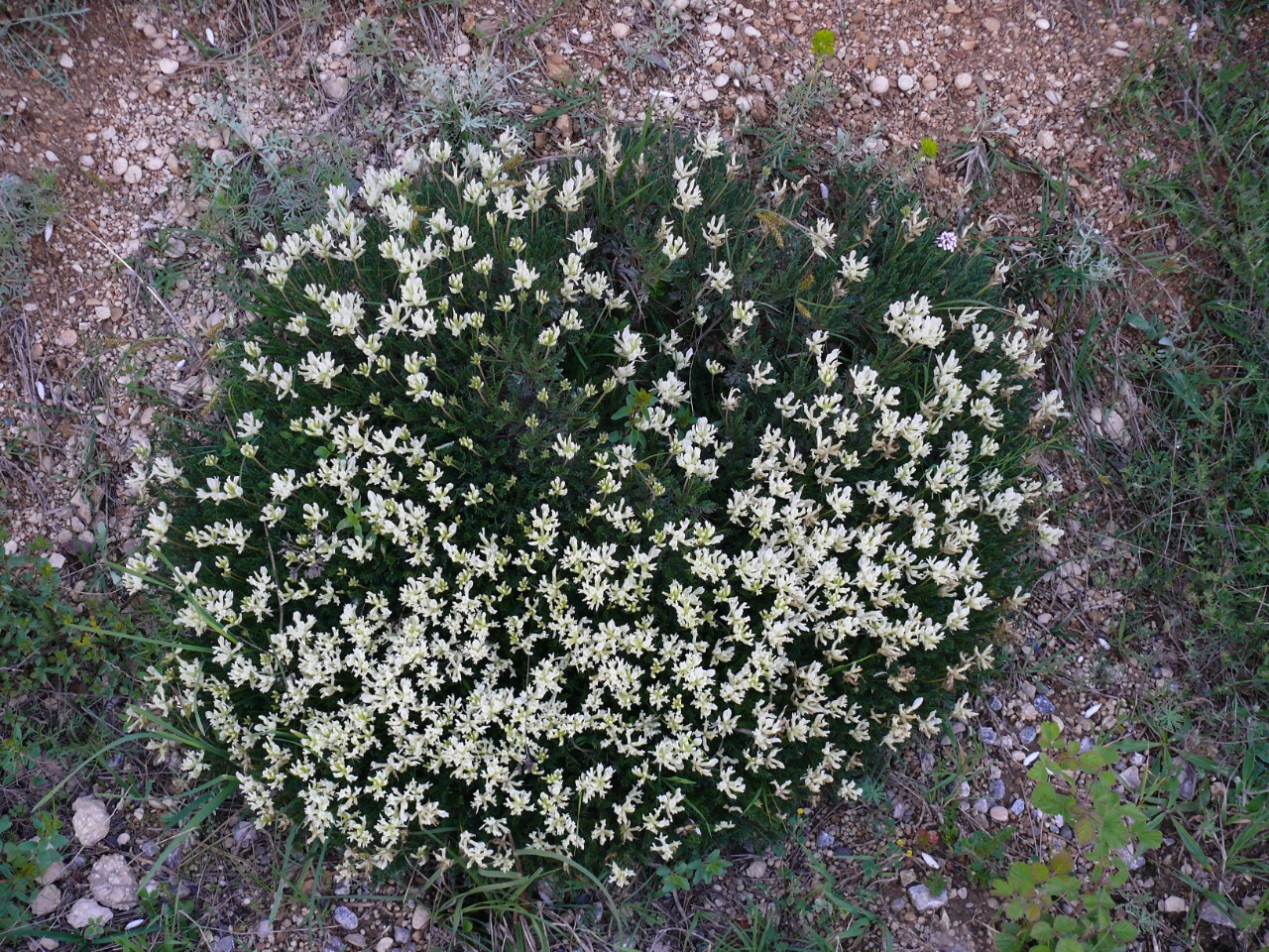 Astragalus angustifolius subsp. pungens