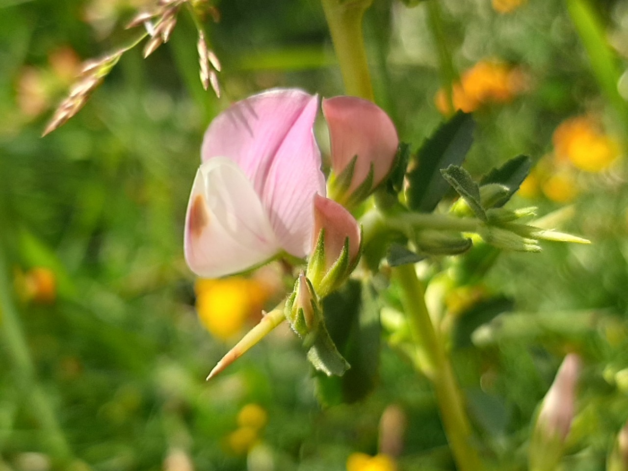 Ononis spinosa subsp. leiosperma